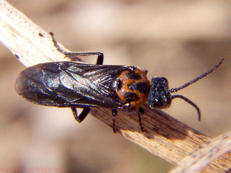 Sawfly - Dolerus unicolor