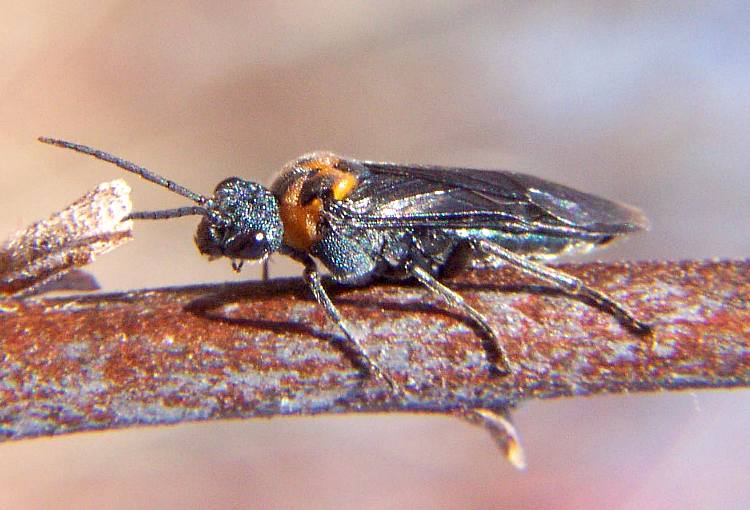 Sawfly - Dolerus unicolor