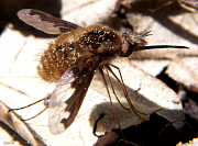 picture of bee fly
