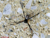 Black Widow Spider