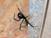 Black Widow Spider