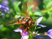 Cicada Killer