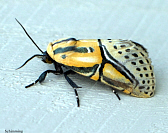 picture of hieroglyphic moth