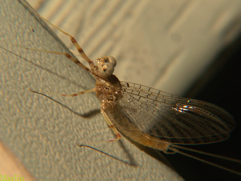 Mayfly