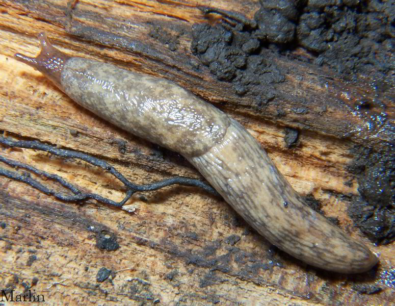 garden slug pictures