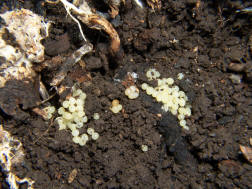 image: Garden Slug Eggs