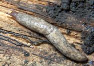 Garden Slug