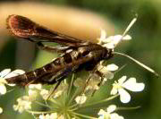 image: Virginia Creeper Clearwing Moth