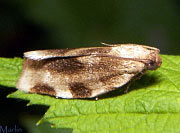 Oblique-banded<br> Leafroller Moth