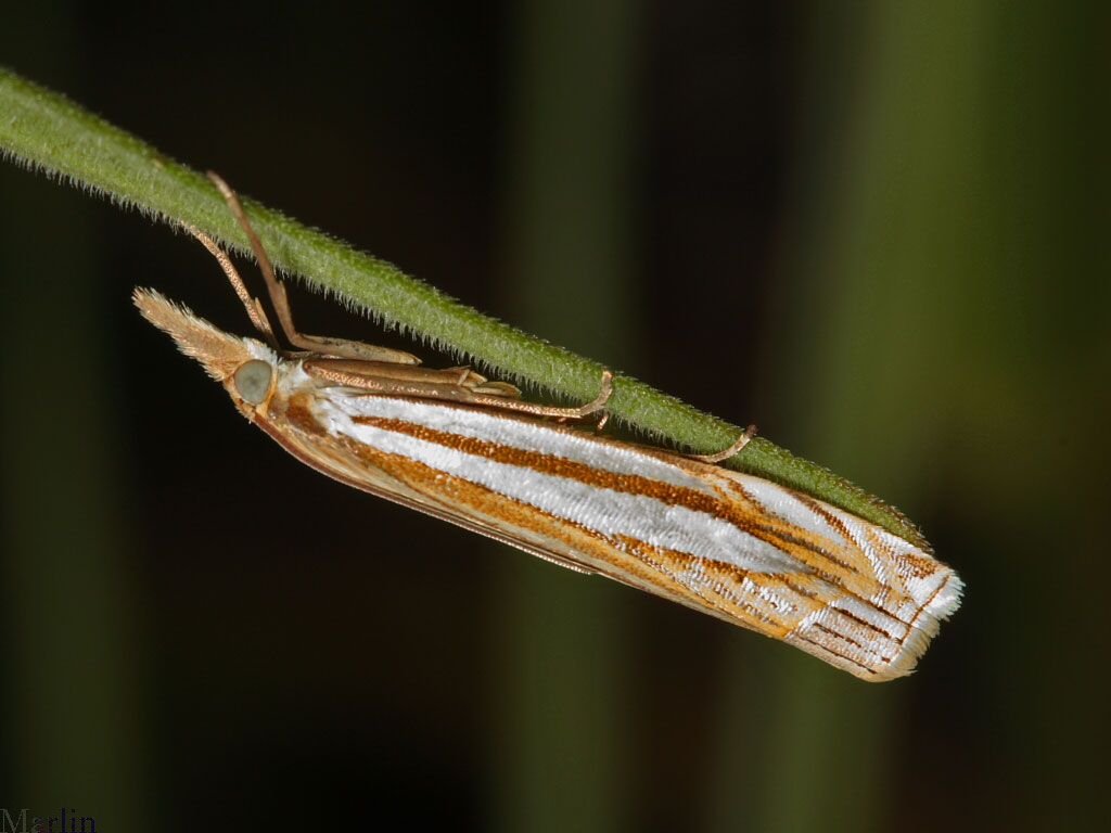 Eastern Grass-veneer Moth, Crambus laqueatellus