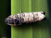 image: leaf roller moth - Epiblema sp.