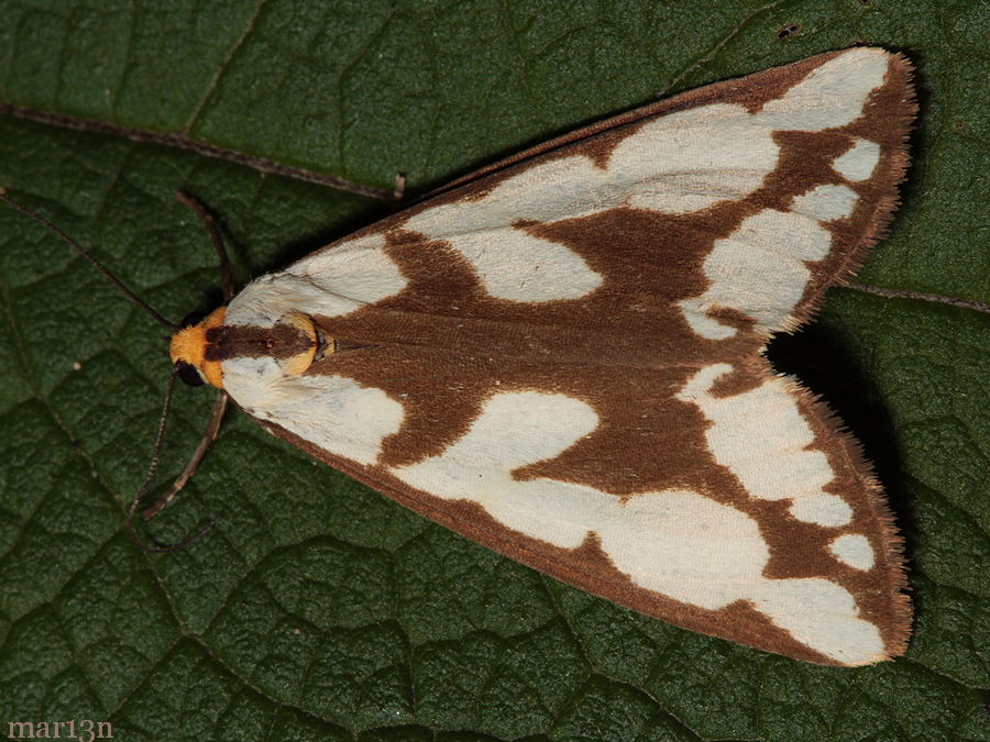 Haploa confusa