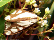 image: Moth Haploa reversa