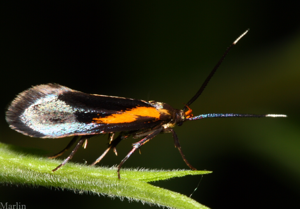 Concealer Moth