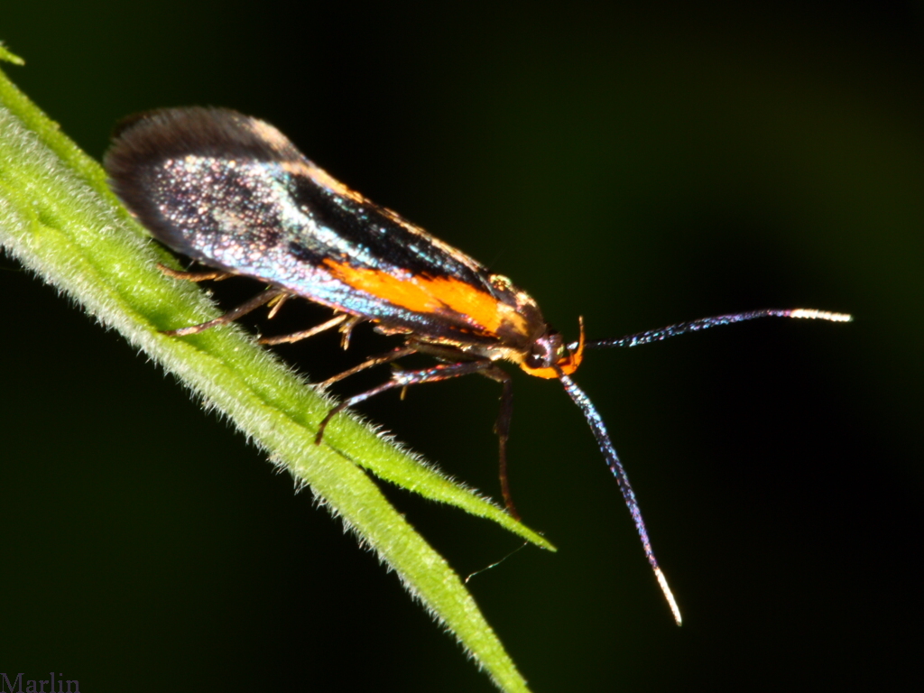Concealer Moth