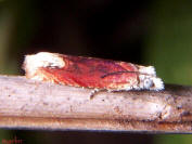image: Phaneta raracana