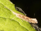 Diamondback Moth