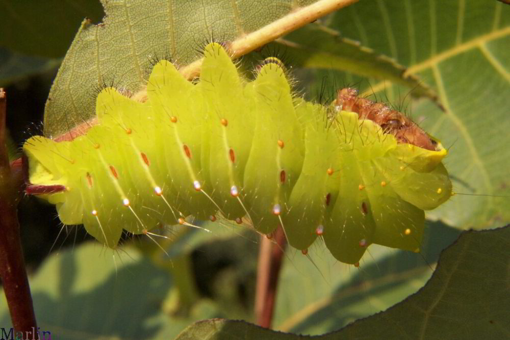 Polyphemus Caterpillar