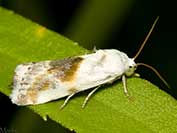 Owlet Moth