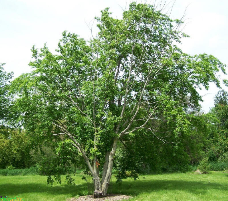 Japanese Bird Cherry - Prunus buergeriana