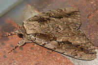 Sweetheart Underwing Moth - Catocala amix