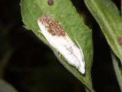 Eucosma gigantea