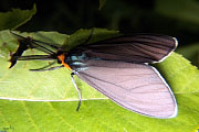 Virginia Ctenuchid Moth