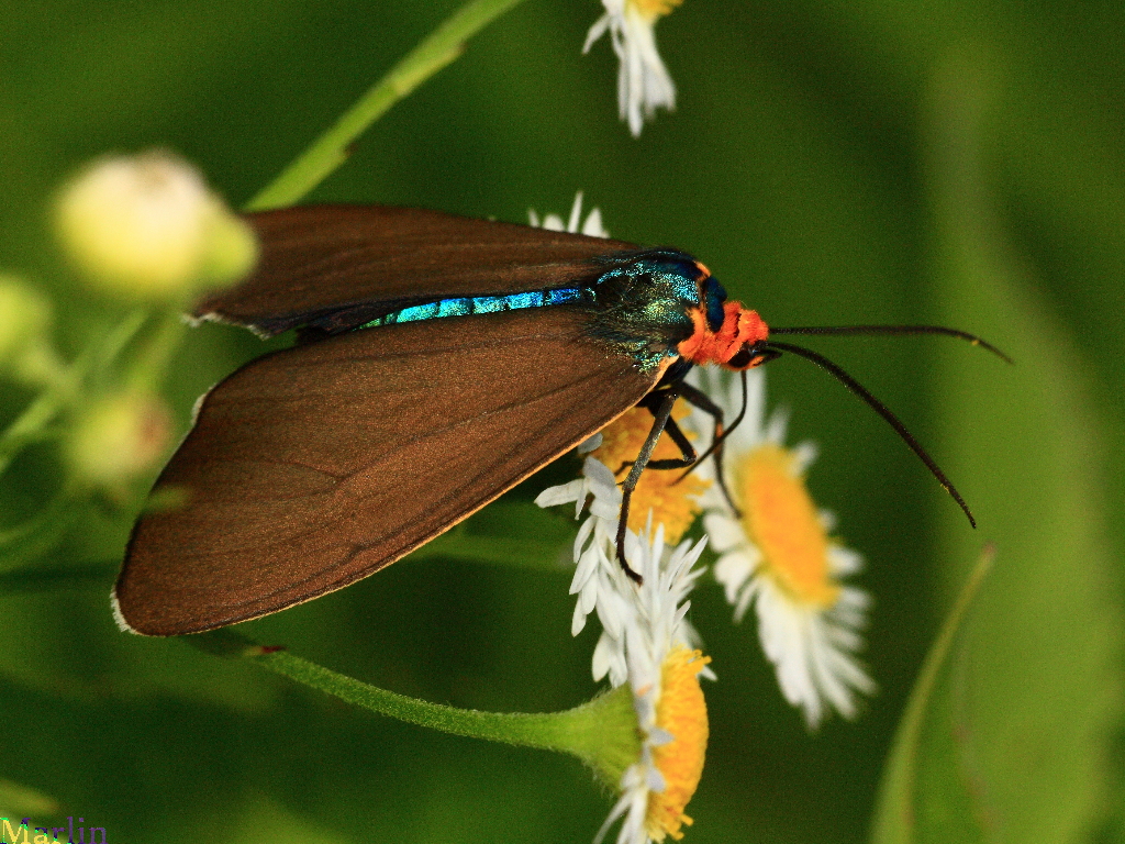 Virginia Ctenucha Moth - Ctenucha virginica 