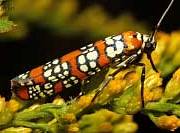 Ailanthus Webworm Moth
