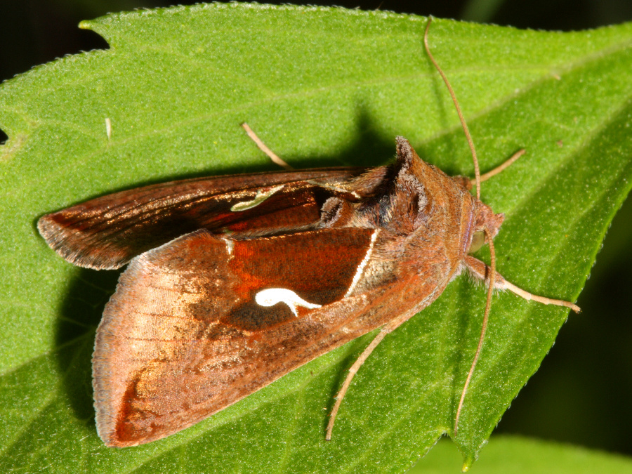 Celery Looper Moth - Anagrapha falcifera