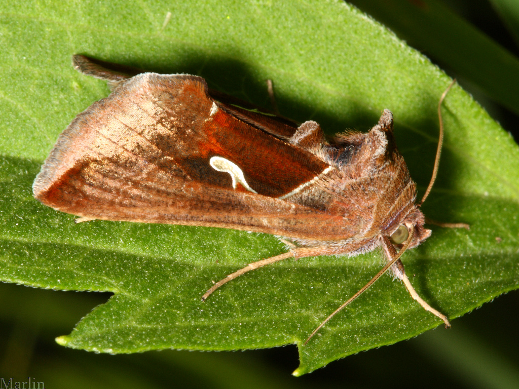 Celery Looper Moth - Anagrapha falcifera