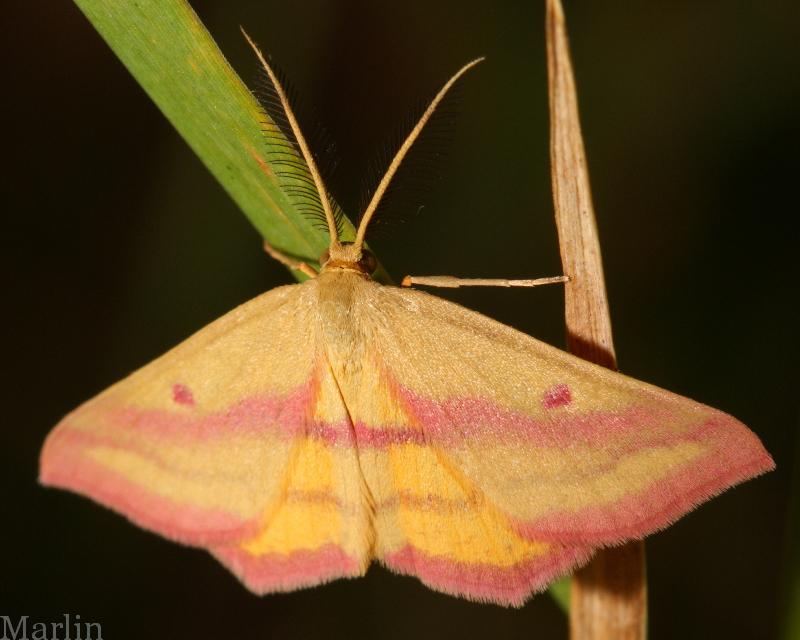 Chickweed Geometer Moth