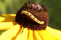 Common Eupithecia Moth (caterpillar)