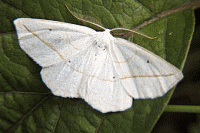 Confused Eusarca Moth