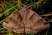 Clover Looper