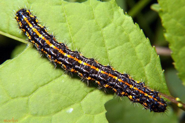 Haploa caterpillars