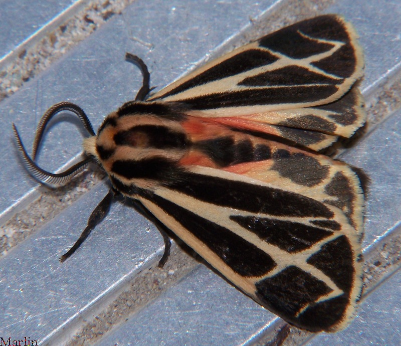 Harnessed Tiger Moth