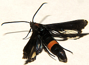 image: peach tree borer moth