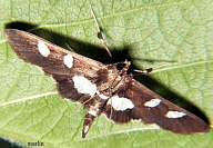 grape leaf folder moth
