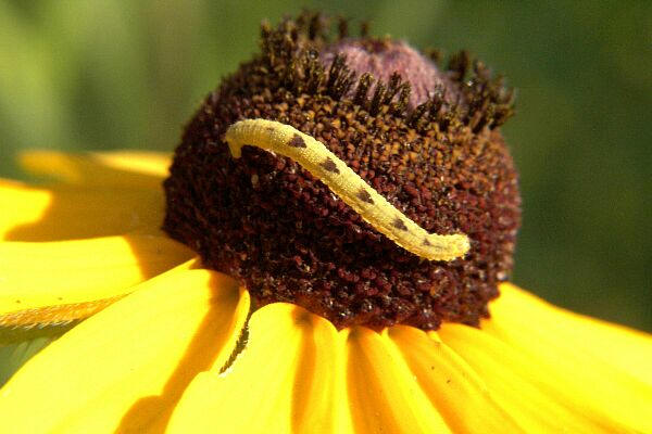 Common Eupithecia Moth Caterpillar