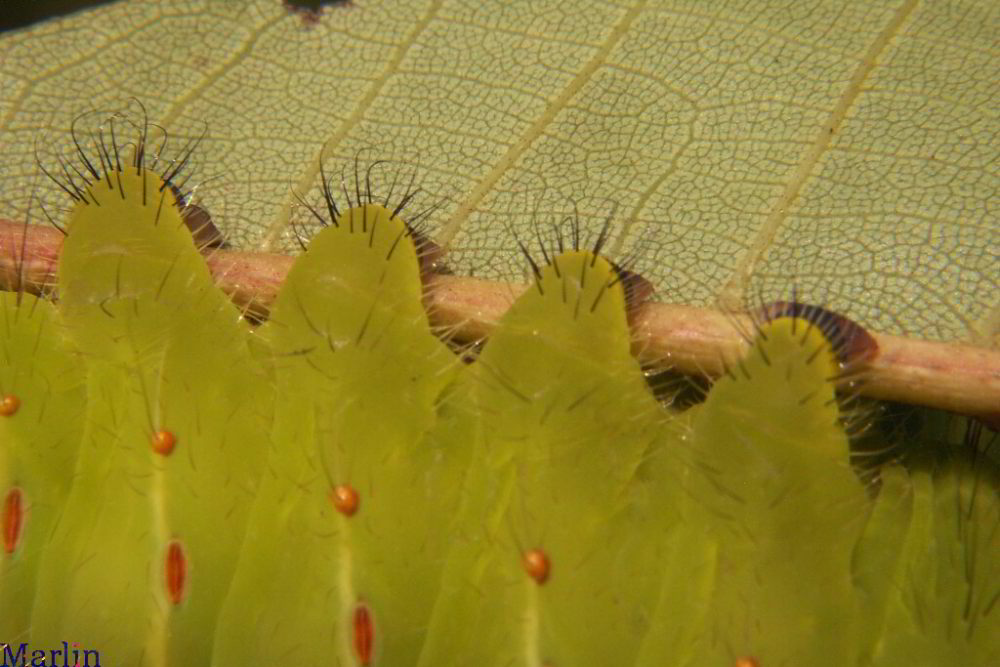 Polyphemus Moth Caterpillar legs