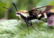 image: snowberry clearwing moth