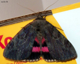 Underwing Moth