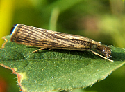 picture of Crambus moth