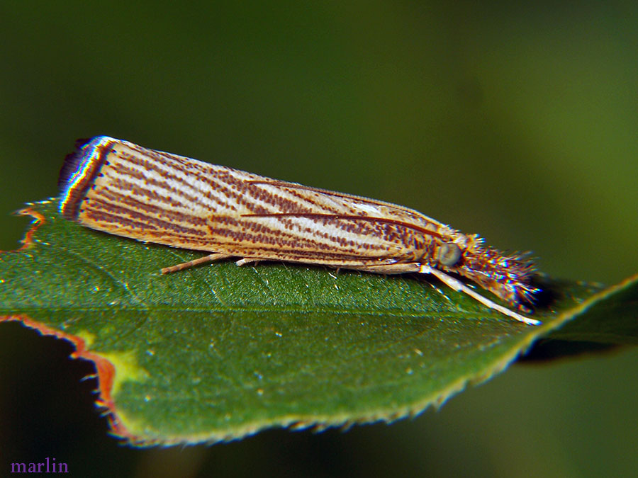 Vagabond Crambus Moth - Agriphila vulgivagella