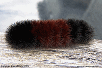 Woolly Bear Caterpillar