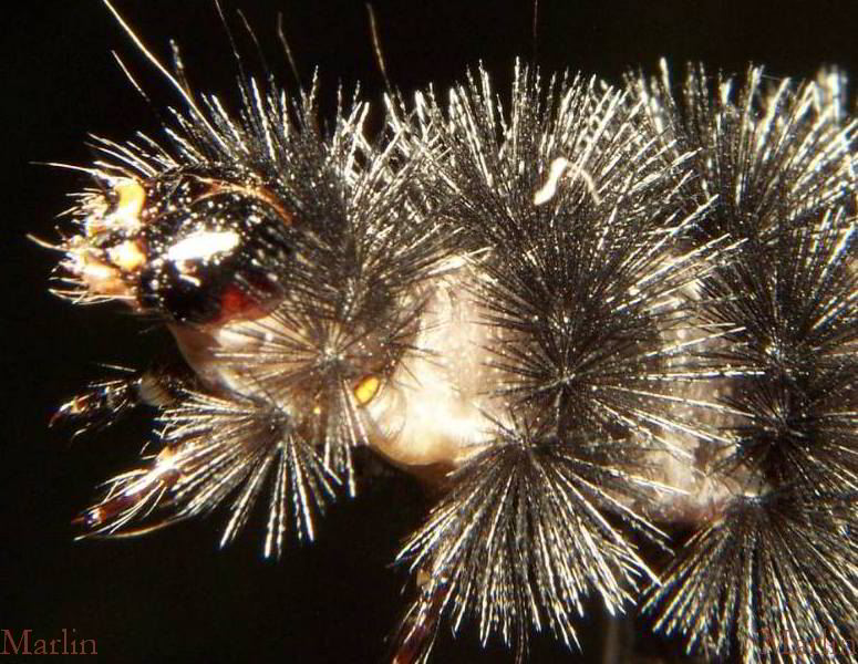 Caterpillar Head