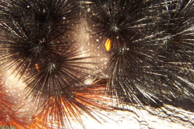 Setae and Spiracle