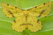False Crocus Geometer Moth
