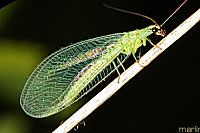 Green Lacewing